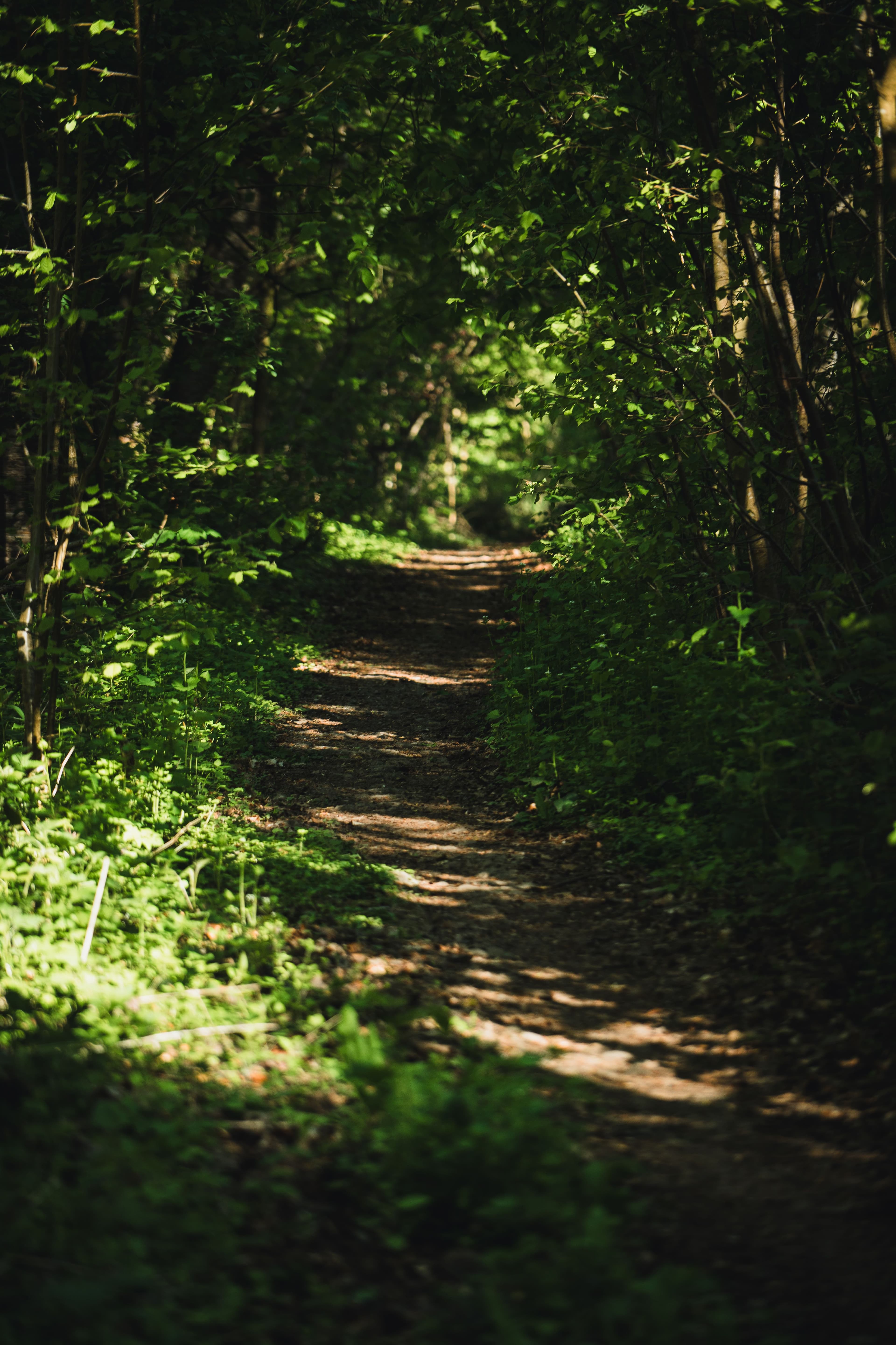 pexels-olivers-37320505-brousse